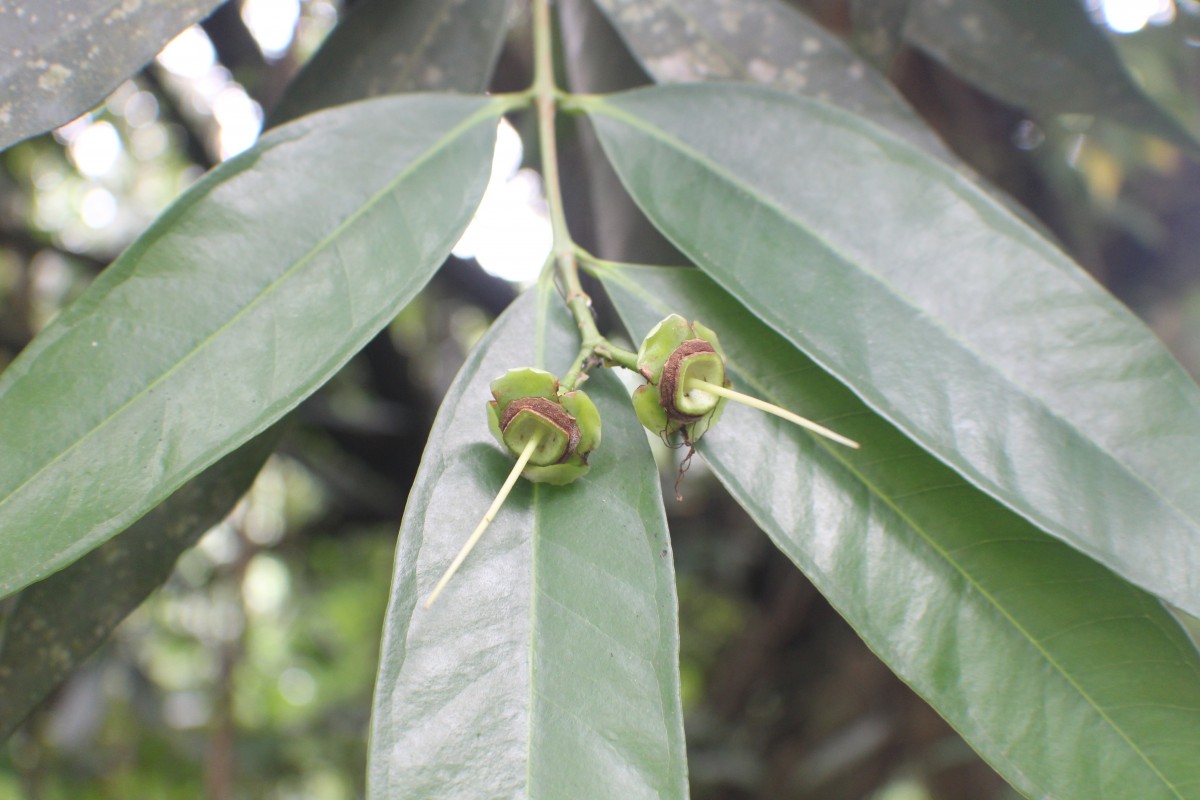 Syzygium jambos (L.) Alston